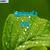 Lamina Of A Leaf: Definition, Different Parts, Functions, FAQs